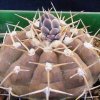 Gymnocalycium_stellatum_1